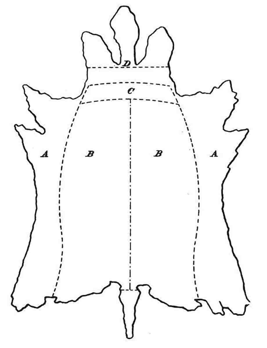 Points of a Buffalo Hide